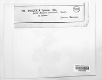 Puccinia ipomoeae image